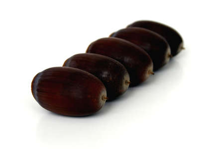 Five acorns lined up in a row taken with a shallow depth of fieldの写真素材