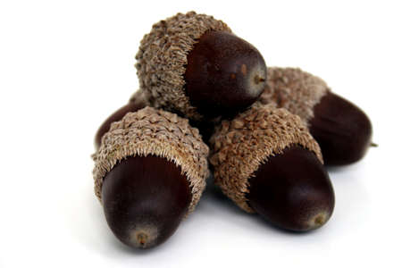 PIle of acorns taken with a shallow depth of fieldの写真素材