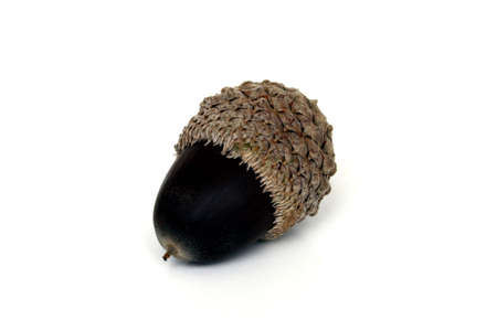 A solo acorn inside the shellの写真素材