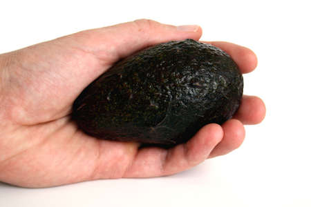 A ripe chilean avocado in handの写真素材