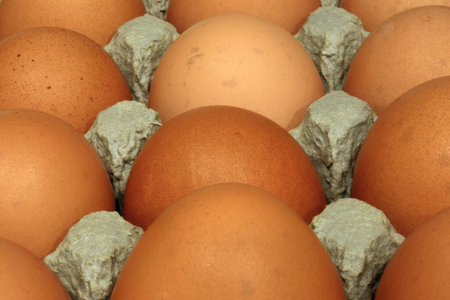 Freshly laid brown eggs