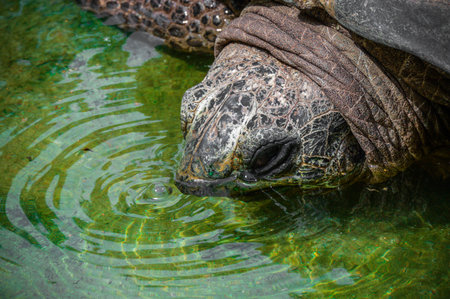 turtle in the water