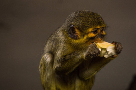 little eating monkey