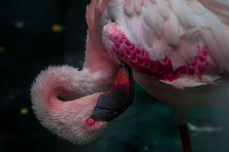 pink flamingo washing himself in the zooの写真素材