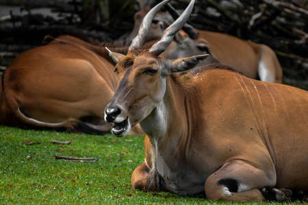exhousted gazelle lieing on the sandy groundの写真素材