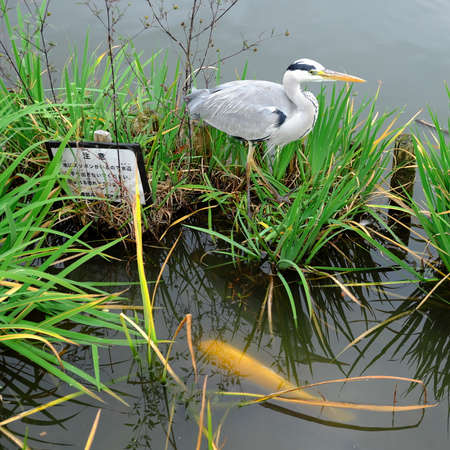 Crane and carpのeditorial素材