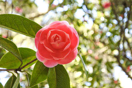 Pink Camellia japonica 'Pink Perfection' rose flower highlighted in bokeh focusの写真素材