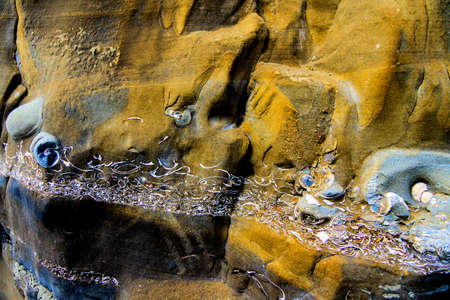 Fossil layers embedded in sandstone at Californian coastの写真素材