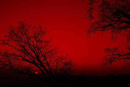 Trees Silhouetted On A Red Sunset