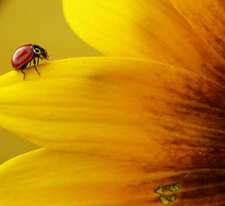 A red ladybug crawling on a yellow flower petal.の写真素材