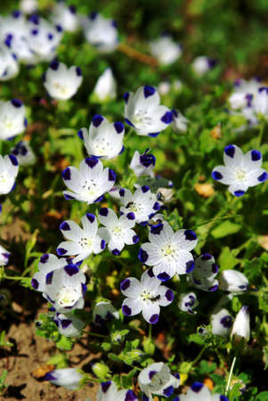 Small blue and white nountain wildflowers with 2 Ants gatering necter.の写真素材