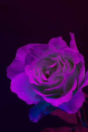 A Rose photphraphed under Ultraviolet light with hungreds of small water droplettsの写真素材