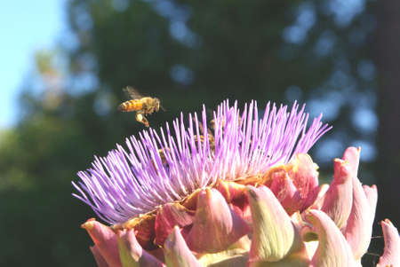 A closeup view of a honey bee landing on an Artichoke flower fully bloomed.の写真素材