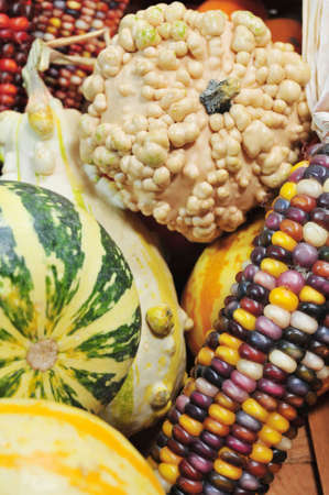 Autumn harvest of gourds and Indian cornの写真素材