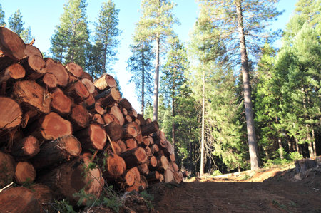 Fresh cut logs ready to be trucked to the mill