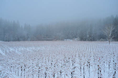 A Vineyard covered in snow in the El Dorado Country foothills of Californiaの写真素材
