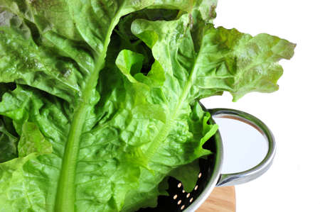 Lettuce in a collinder on a light colored backgroundの写真素材