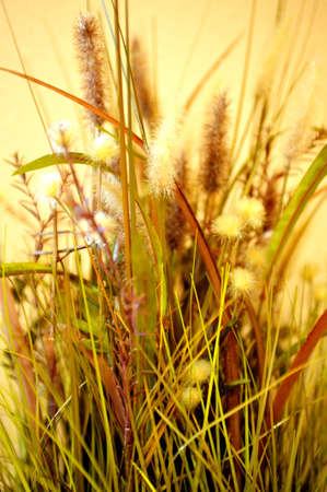 Decorative dried grasses with a yellow clored backgroundの写真素材