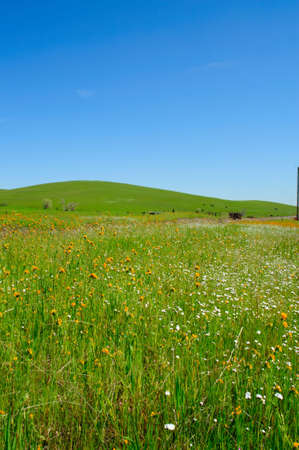 A field of small yellow and white flowers and a grassy hill in the backgroundの写真素材