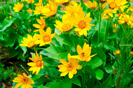 A small bee gathers pollen from mountain wildflowers on a bright spring day.の写真素材