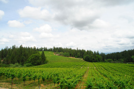 New vine growth in a california sierra foothill vinyeard with pine and cedar trees in the background