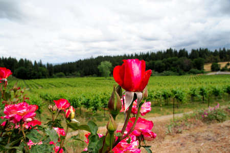 Red Roses with a grape vineyard in the background on an overcast day in the foothill forestの写真素材
