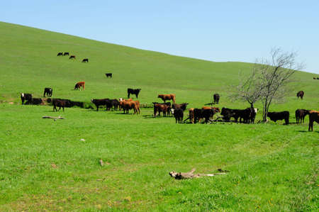 Small herd of brown and black cattle feeding on the new spring grass growing on the open rolling hillsの写真素材