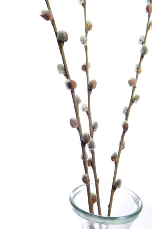 Dried furry pussy willow catkins cover line the branches rising out of a clear glass vase on a white...