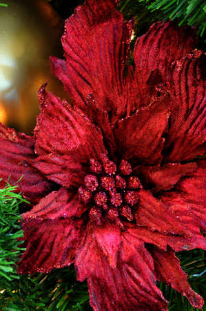 A Red Poinsettia christms holiday tree ornament with sparkeling glitterの写真素材