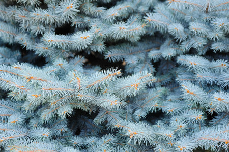 New growth of Blue Spruce branches and pine needlesの写真素材