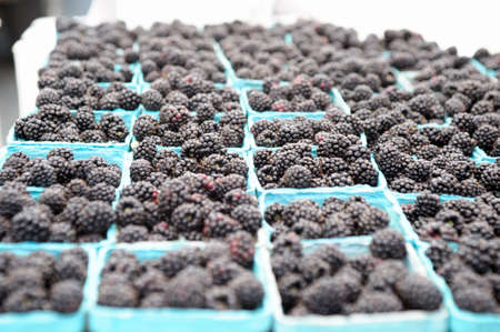 Locally grown fresh organic blackberries in blue paper baskets ready for sale at a farmers marketの写真素材