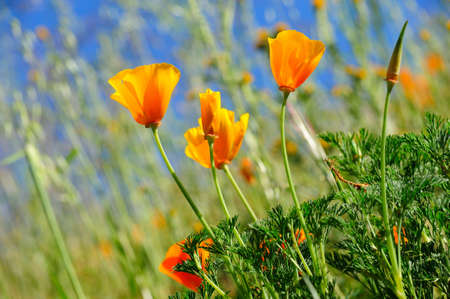 Orange California poppies are sure sign of springtime with a clear blue sky and wild grasses growing in the backgroundの写真素材