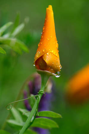 A single unopened Orange California poppy covered in small water droplets after a springtime rain shower with the tendrils of a wild Pea plant wrapping around the flower stemの写真素材