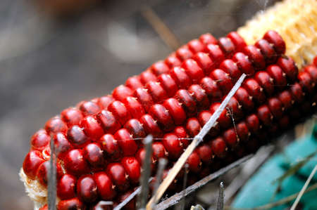 A single cob of red Indian Corn viewed close-up  showing the color details of the kernelsの写真素材