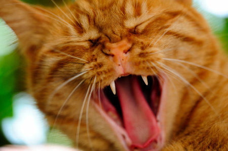 Close-up of tired or bored  orange Cat yawning and  showing its its teeth and tongueの写真素材