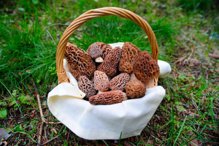 Morel mushrooms in a basket fresh picked from the  surrounding forest in the springtime の写真素材