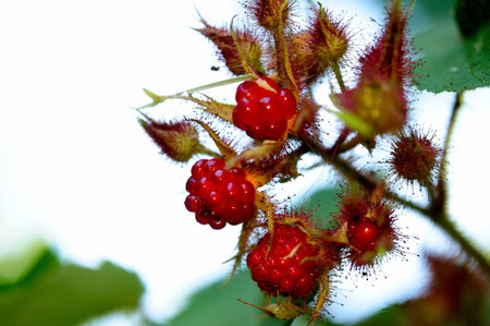 Fresh red Raspberries on the plant with unopened raspberry buds 