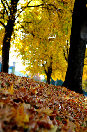 A grassy slope covered in fallen Autumn leaves with trees in full fall color in the background の写真素材