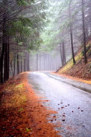 A single lane country road winds through a fog misted Douglas Fir forest の写真素材