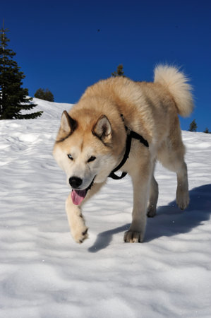 An Akita mixed with a Husky dog walking across the snow on a cold clear winter afternoon with one...
