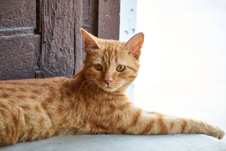 Domestic Indian striped kitten.Cute young cat isolated with their original background. Indoor pets, veterinary and advertising concept. Detailed outdoor close-up.の写真素材
