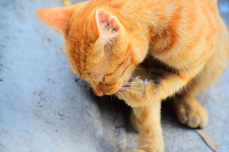 Domestic Indian striped kitten.Cute young cat isolated with their original background. Indoor pets, veterinary and advertising concept. Detailed outdoor close-up.の写真素材
