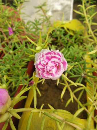 Portulaca grandiflora (Portulaca, Moss Rose, Sun plant, Sun Rose) ; A colorful blossom, petals stacked overlapping in layers which variable and multi-colored. Supported by tiny, thick & fleshy leaves.の写真素材