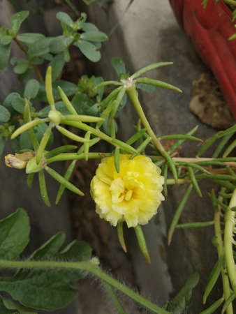 Portulaca grandiflora (Portulaca, Moss Rose, Sun plant, Sun Rose) ; A colorful blossom, petals stacked overlapping in layers which variable and multi-colored. Supported by tiny, thick & fleshy leaves.の写真素材
