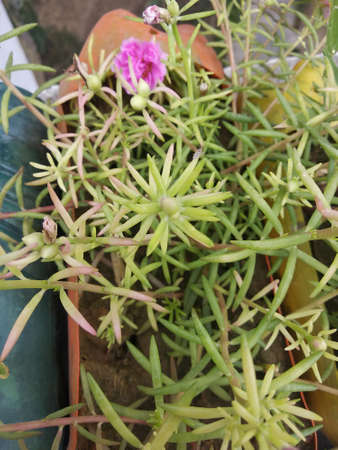 Portulaca grandiflora or moss rose flowers beginning to bloom â Delhi,India.の写真素材