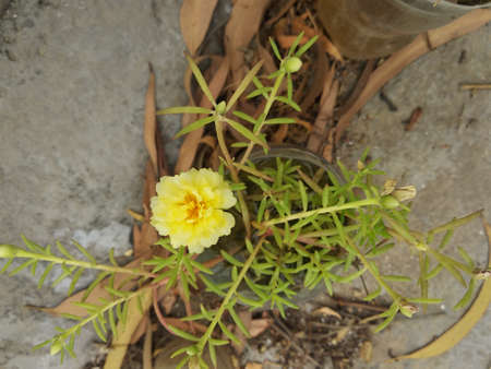 Portulaca grandiflora (Portulaca, Moss Rose, Sun plant, Sun Rose) ; A colorful blossom, petals stacked overlapping in layers which variable and multi-colored. Supported by tiny, thick & fleshy leaves.の写真素材
