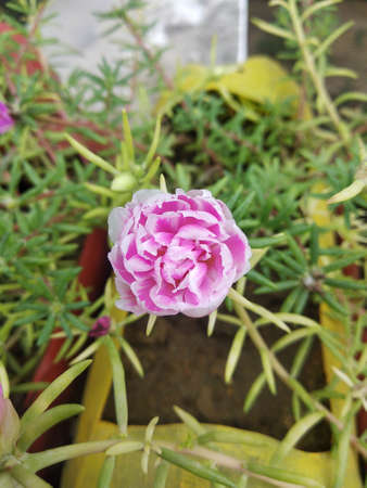 Portulaca grandiflora (Portulaca, Moss Rose, Sun plant, Sun Rose) ; A colorful blossom, petals stacked overlapping in layers which variable and multi-colored. Supported by tiny, thick & fleshy leaves.の写真素材