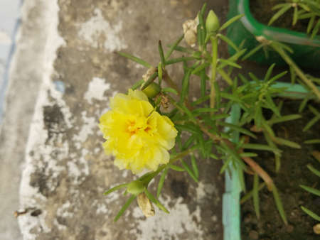 Portulaca grandiflora (Portulaca, Moss Rose, Sun plant, Sun Rose) ; A colorful blossom, petals stacked overlapping in layers which variable and multi-colored. Supported by tiny, thick & fleshy leaves.の写真素材