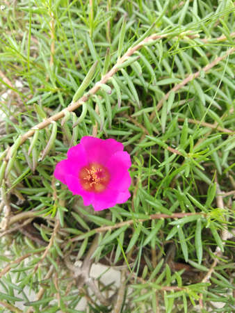 Portulaca grandiflora (Portulaca, Moss Rose, Sun plant, Sun Rose) ; A colorful blossom, petals stacked overlapping in layers which variable and multi-colored. Supported by tiny, thick & fleshy leaves.の写真素材