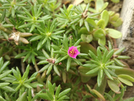 Portulaca grandiflora (Portulaca, Moss Rose, Sun plant, Sun Rose) ; A colorful blossom, petals stacked overlapping in layers which variable and multi-colored. Supported by tiny, thick & fleshy leaves.の写真素材